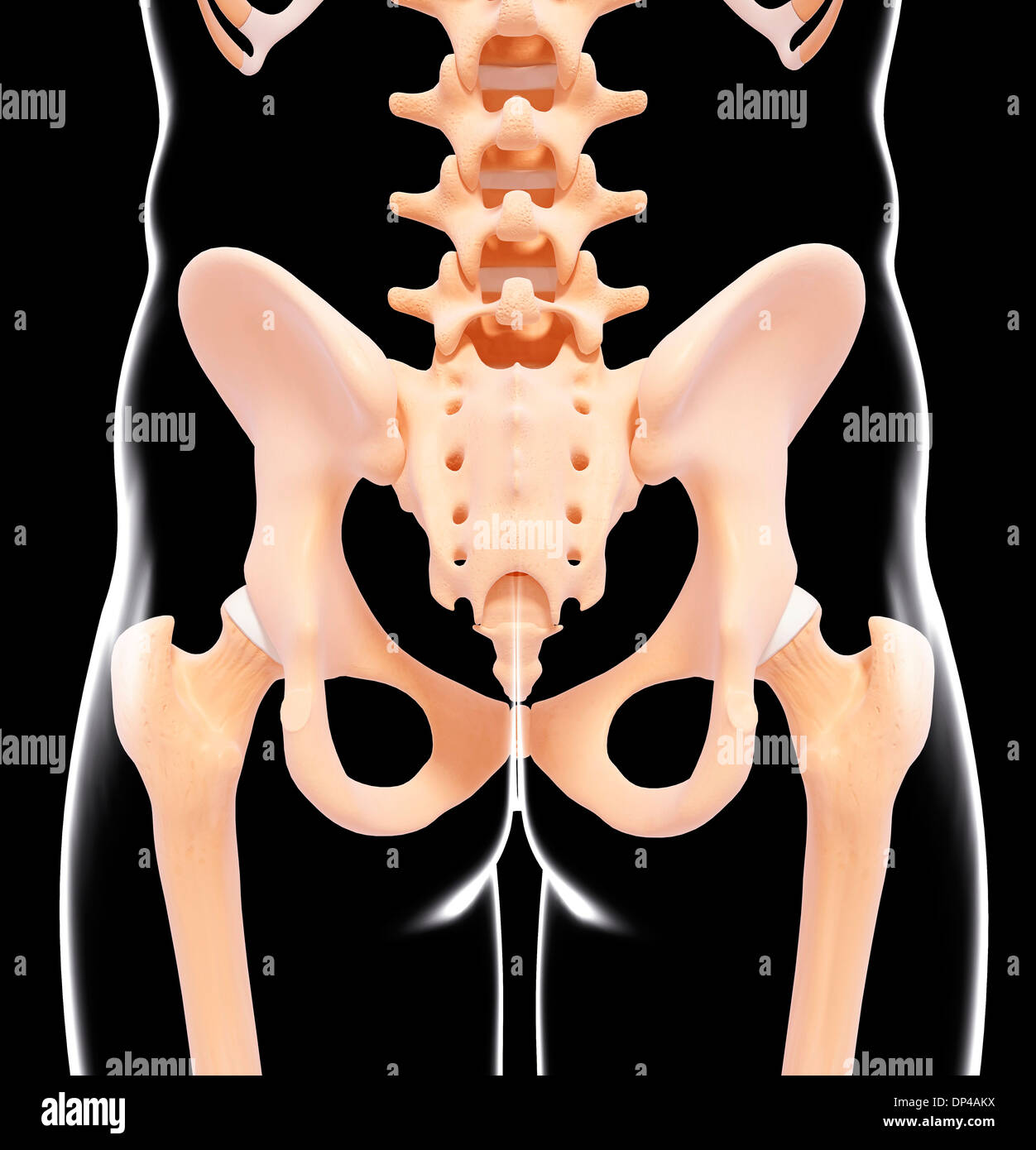 Pelvic skeleton hi-res stock photography and images - Page 4 - Alamy