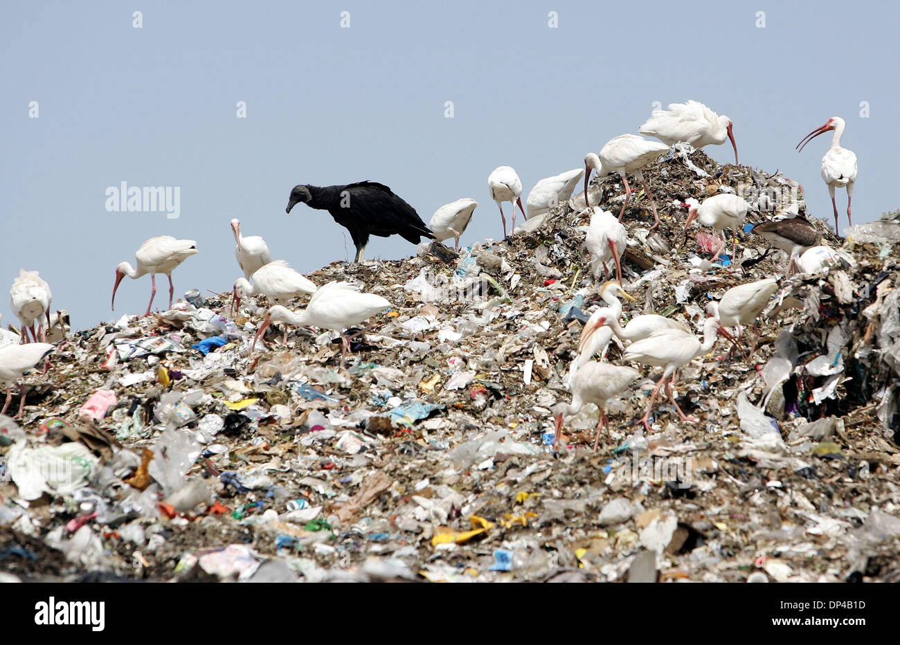 Aug 04 2006 West Palm Beach Fl Usa Birds Sift Through Newly Stock Photo Alamy