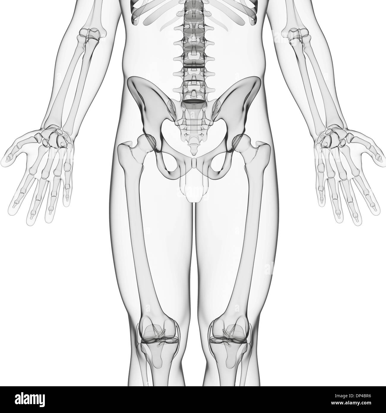 Male pelvis anatomy Black and White Stock Photos & Images - Alamy