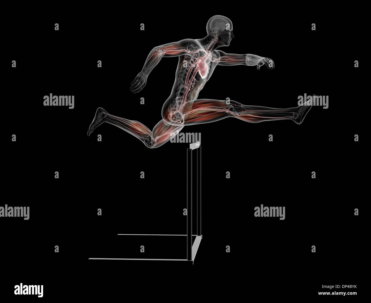 Human heart anatomy side view hi-res stock photography and images - Alamy