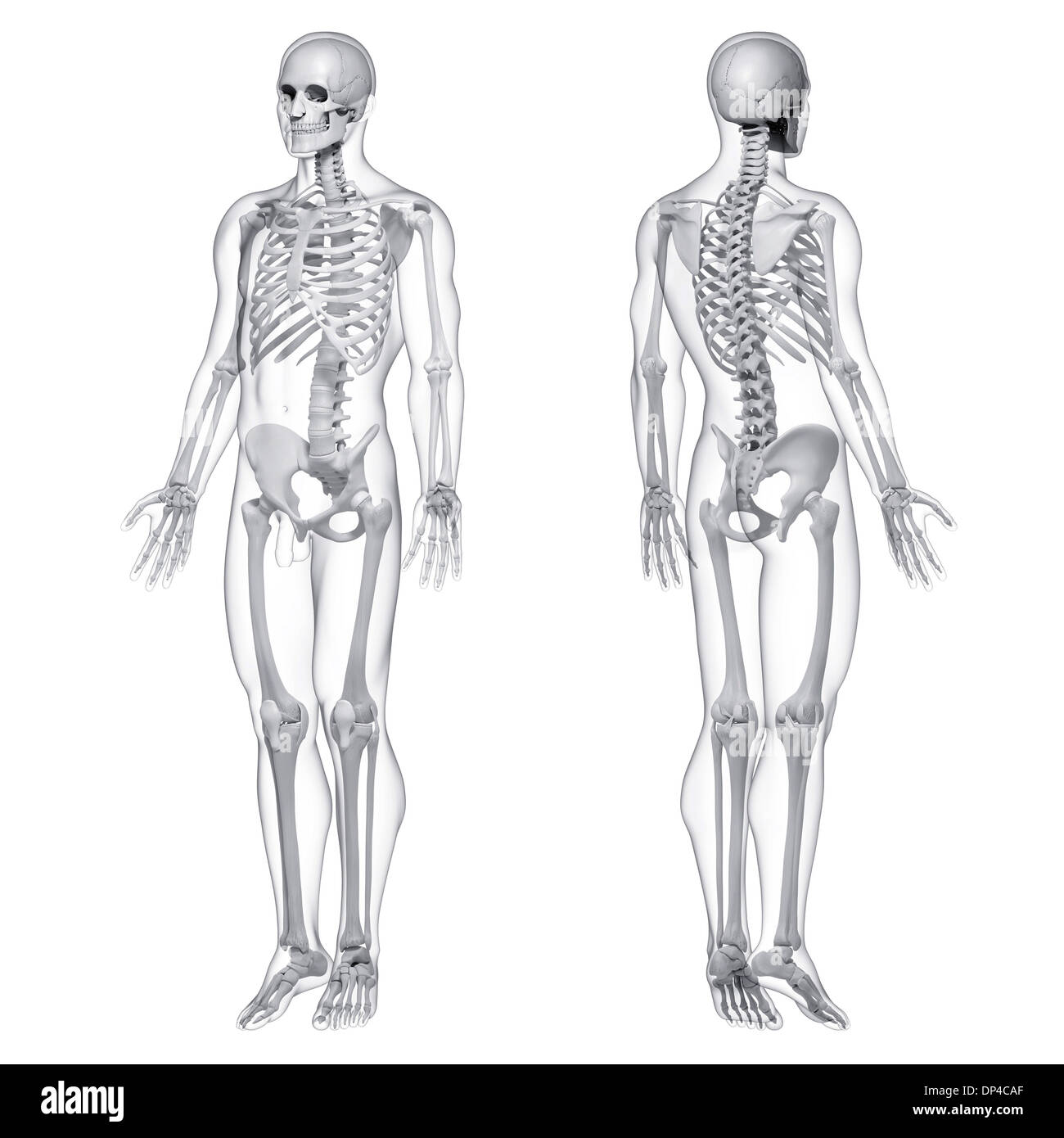 Male skeleton, artwork Stock Photo - Alamy