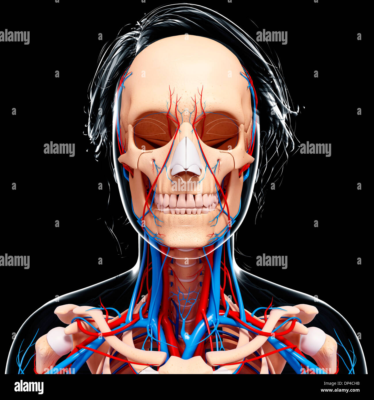 Female cardiovascular system, artwork Stock Photo - Alamy