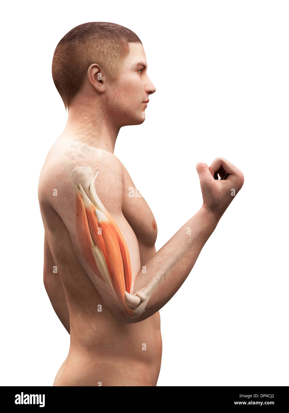 Biceps muscle, artwork Stock Photo - Alamy
