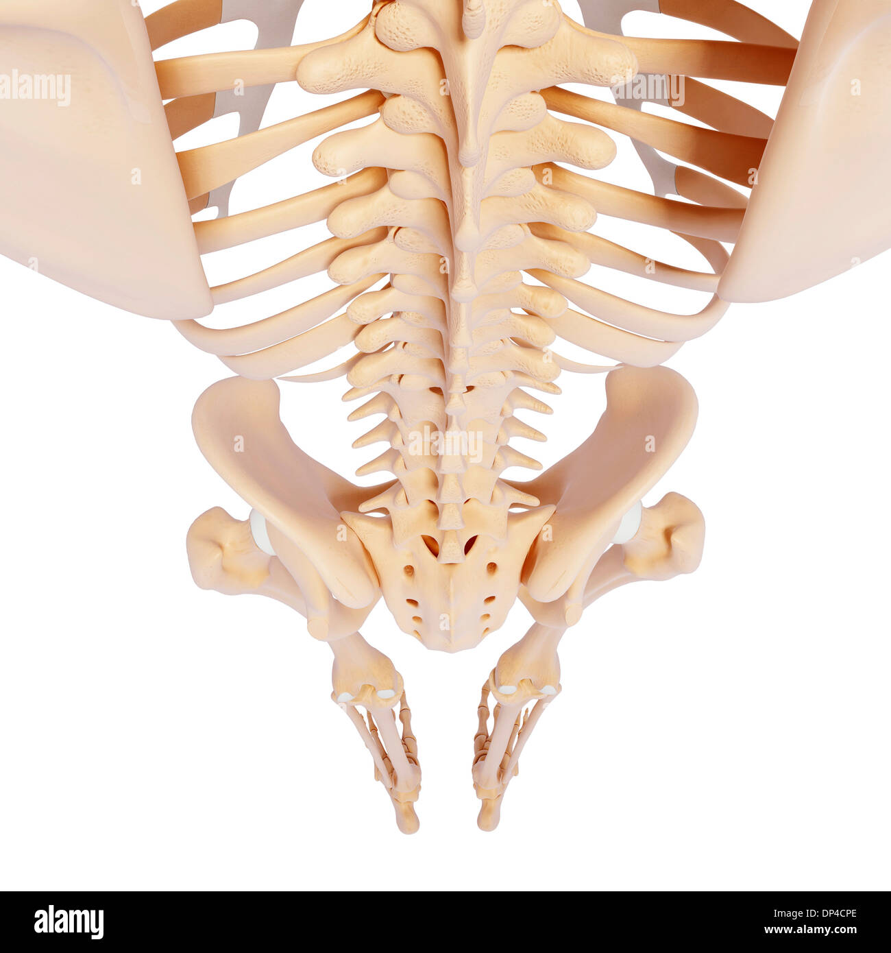 Human femur bone hi-res stock photography and images - Alamy