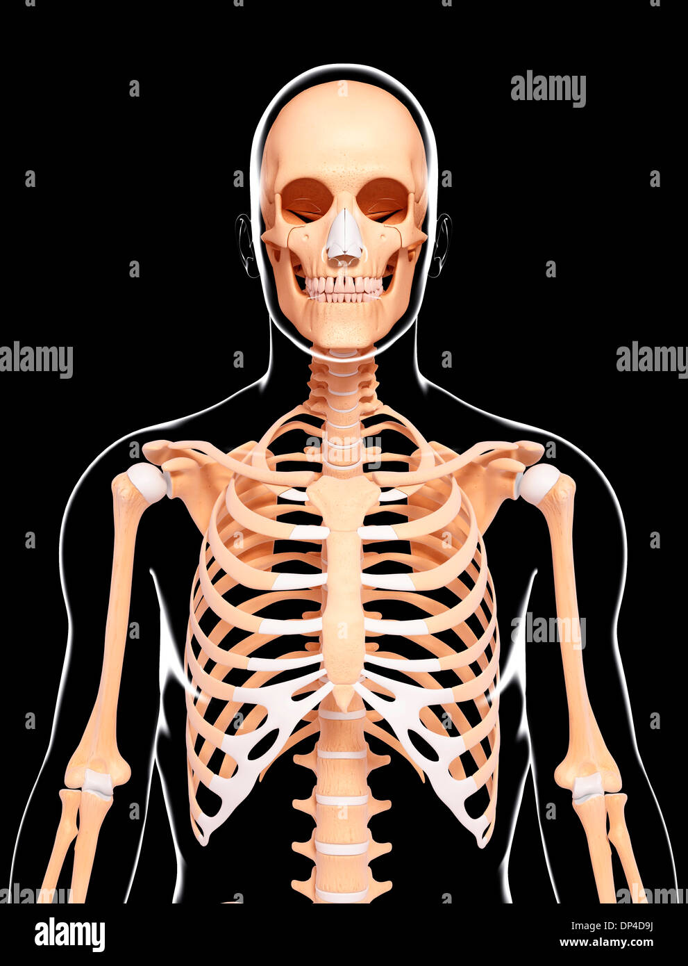 Human Skeleton Artwork Stock Photo Alamy Human Skeleton Artwork Stock Photo Alamy