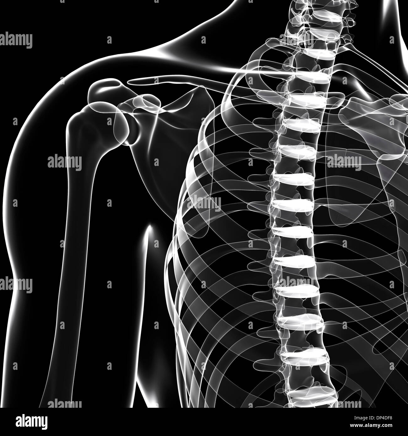 Human shoulder bones, artwork Stock Photo Alamy