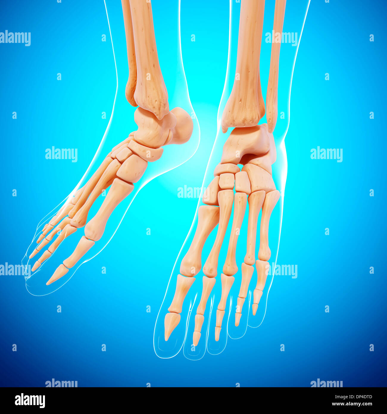 Foot skeleton tibia fibula bones hires stock photography and images