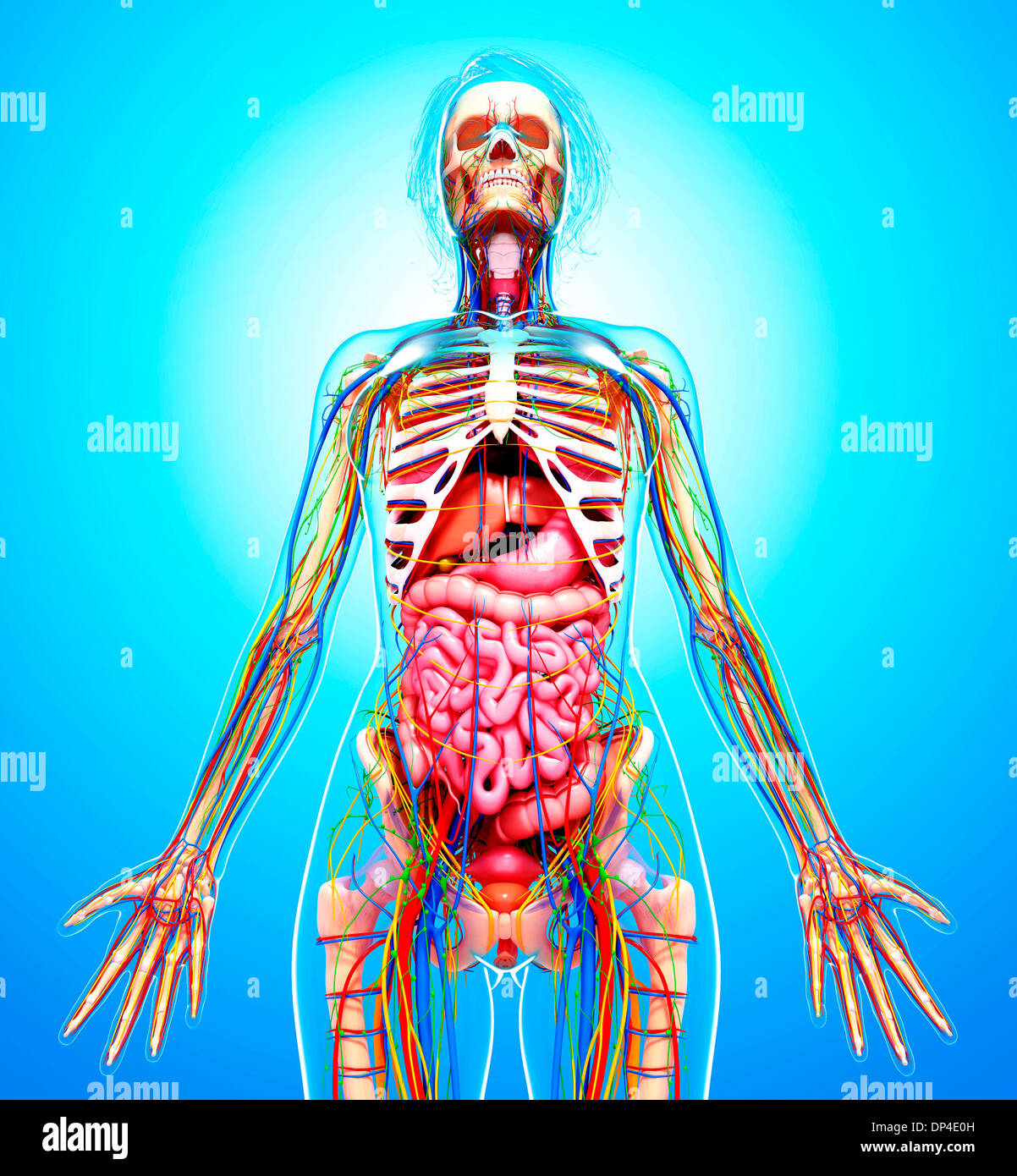 Female anatomy, artwork Stock Photo - Alamy