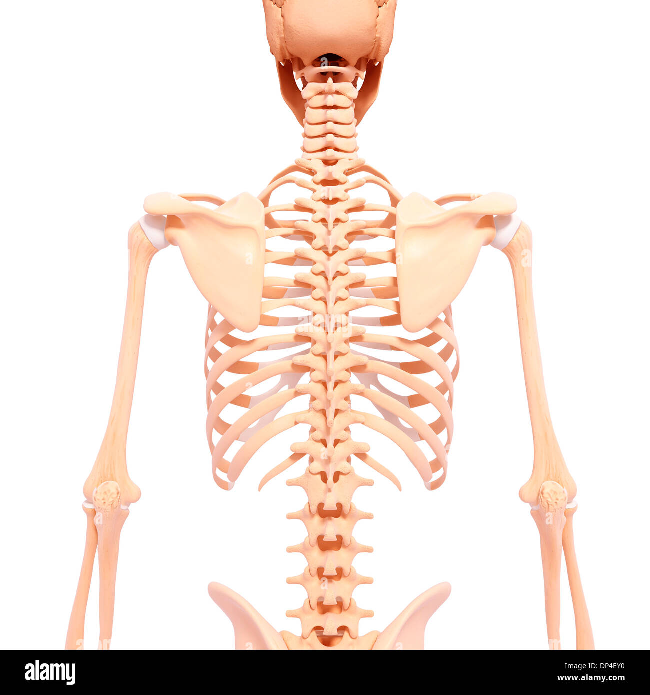 Human skeleton, artwork Stock Photo - Alamy