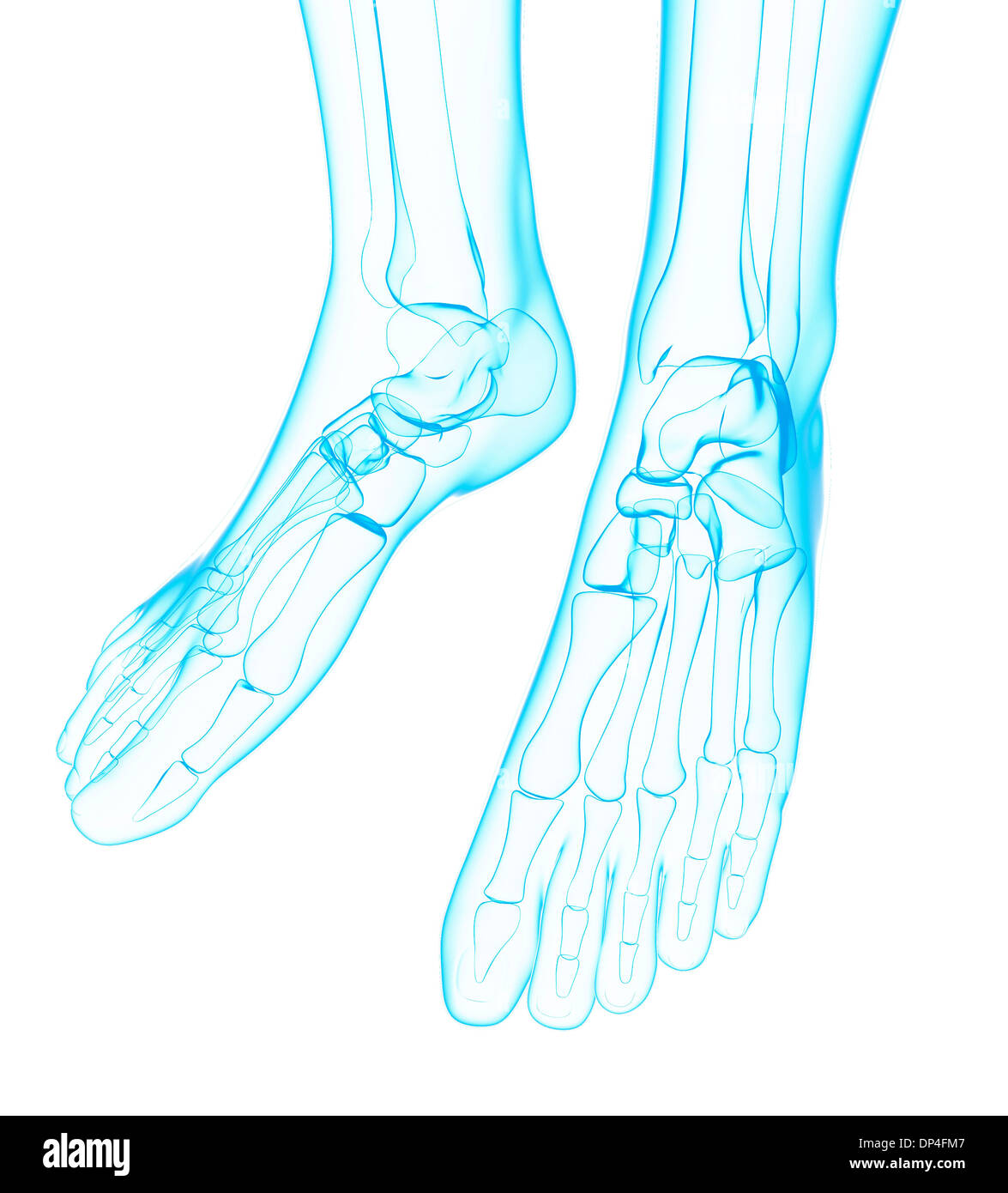 Metatarsal bones hi-res stock photography and images - Page 12 - Alamy Metatarsal bones hi-res stock photography and images - Page 12 - Alamy