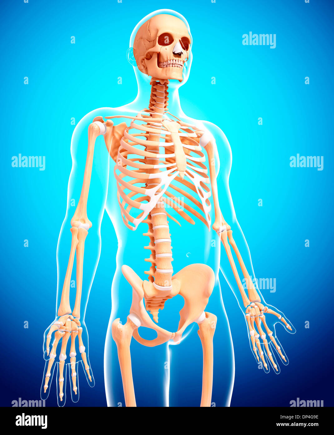 Human skeleton, artwork Stock Photo - Alamy