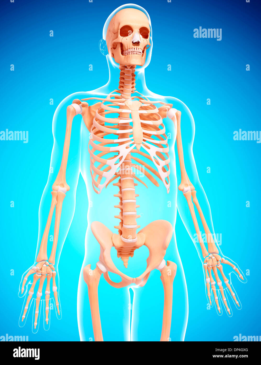 Human skeleton, artwork Stock Photo - Alamy