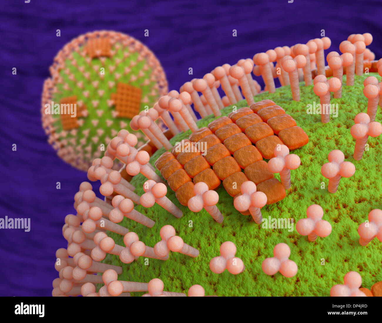 Flu virus haemagglutinin hi-res stock photography and images - Alamy