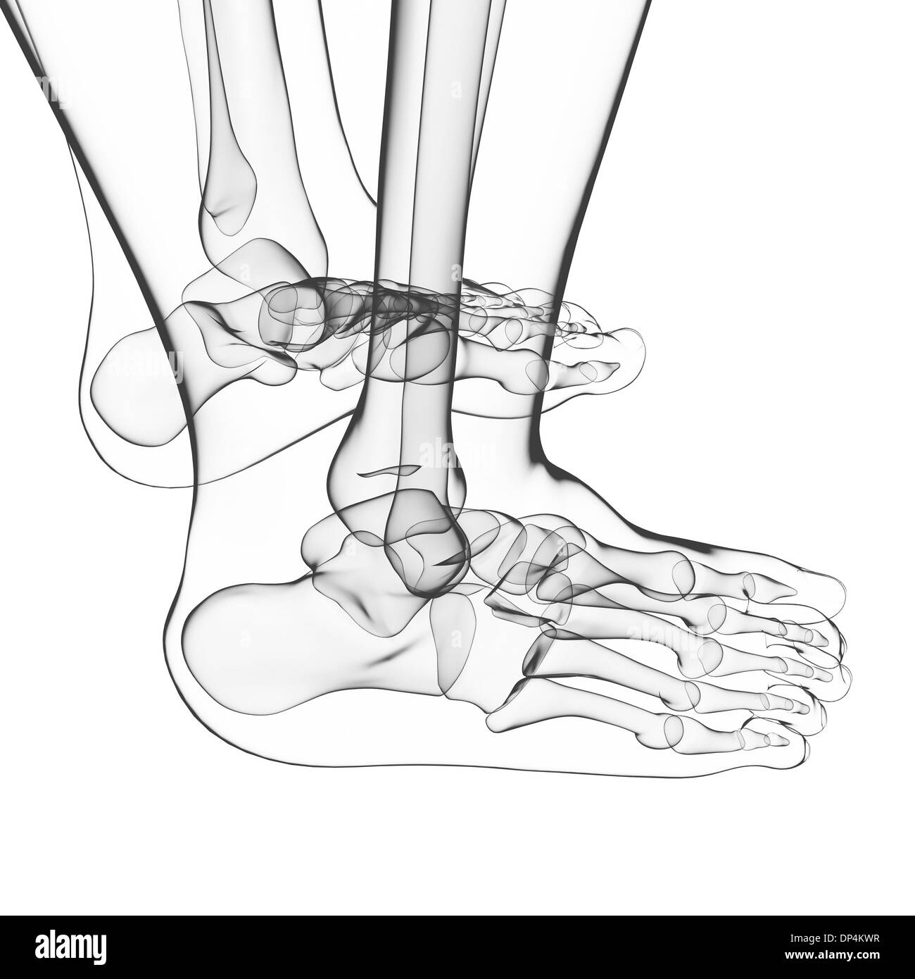 Human foot bones, artwork Stock Photo