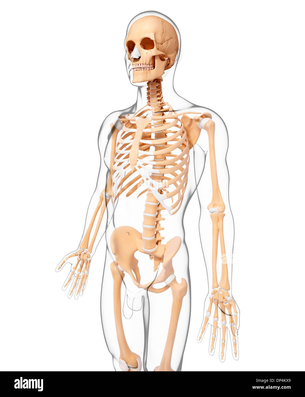 Skeleton Three View Man human skull three quarter view hi-res stock photography and images ...