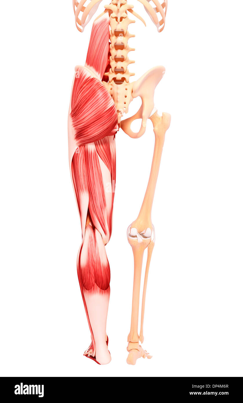 M Quadratus Lumborum