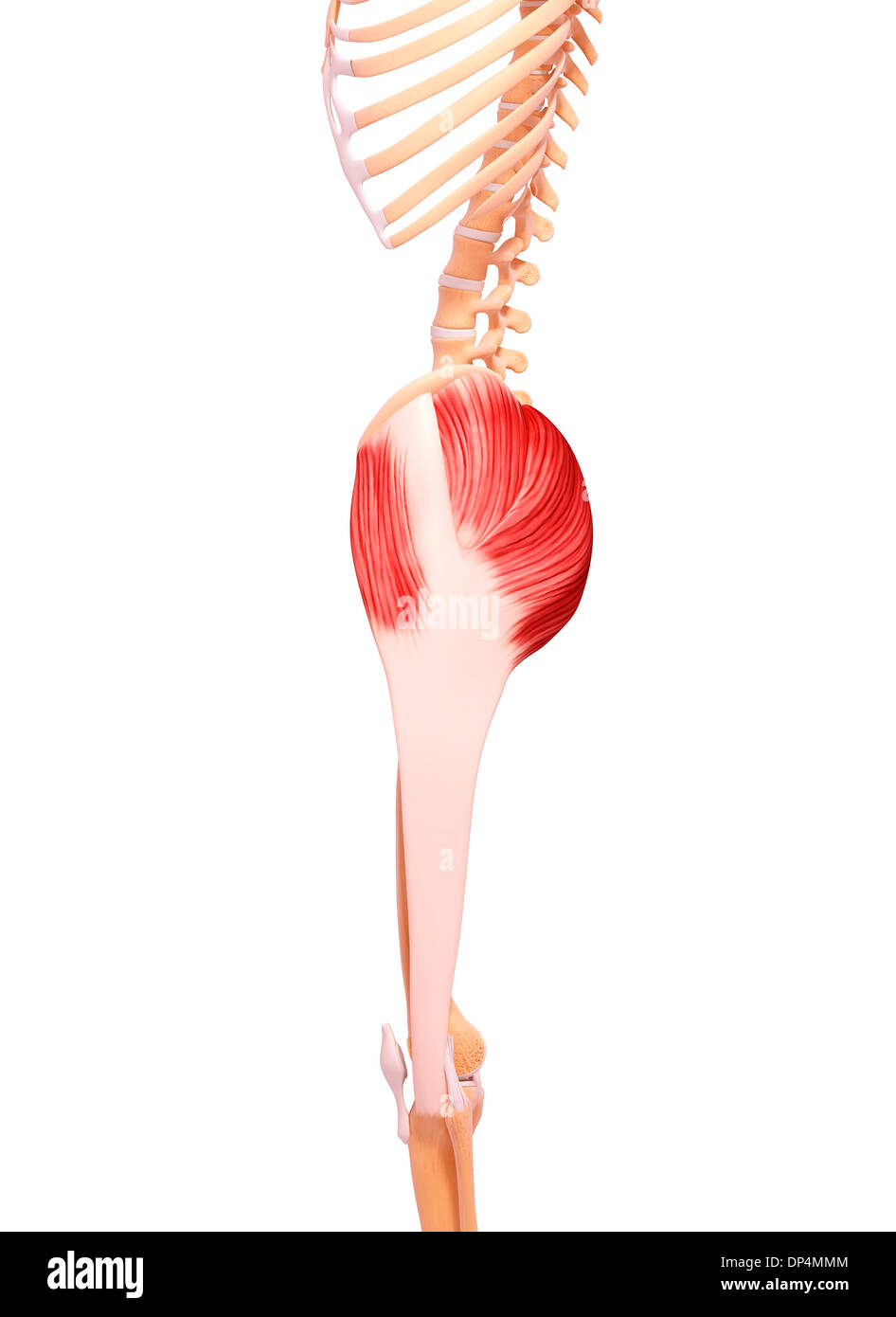 Human musculature, artwork Stock Photo