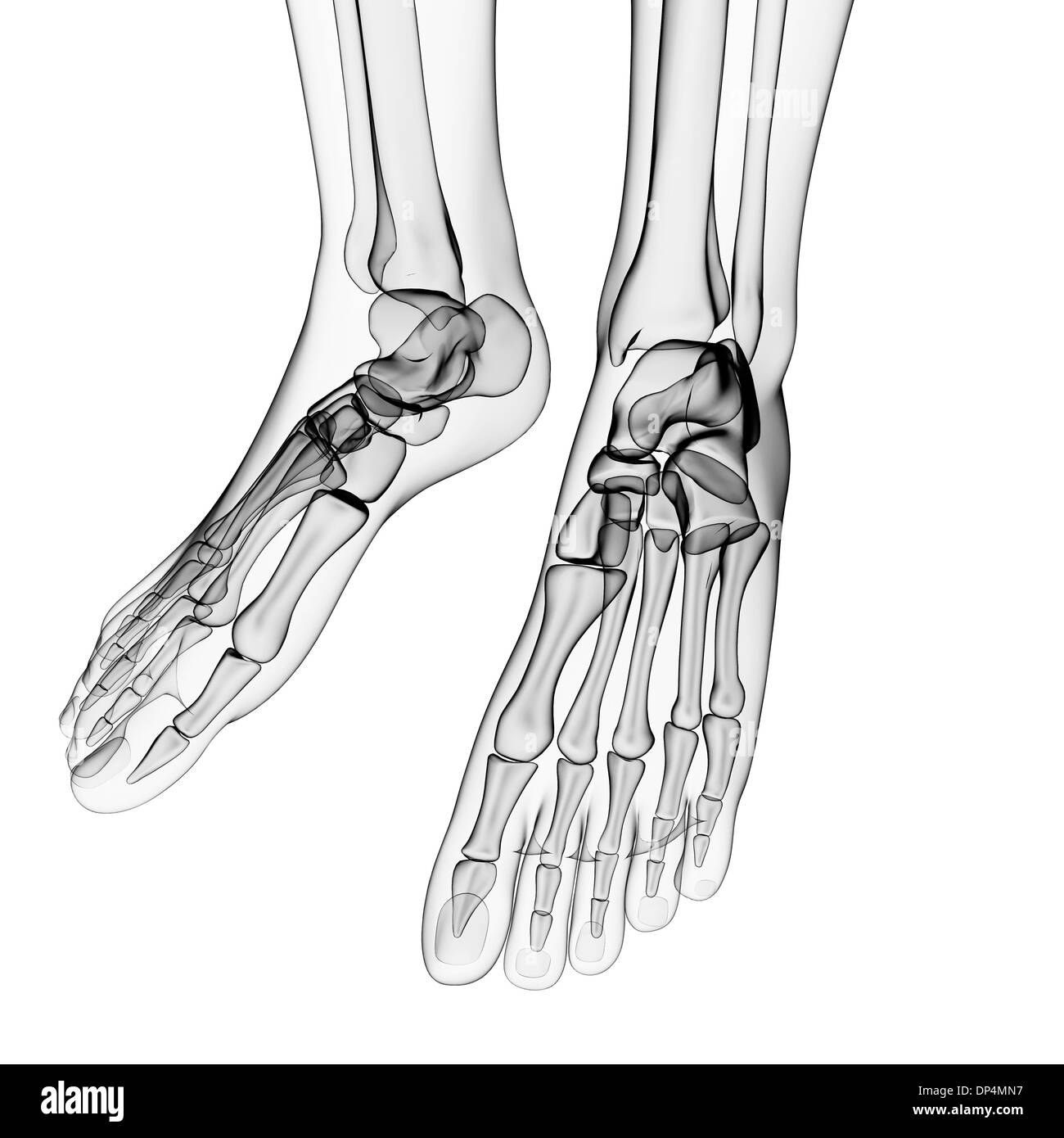 Human foot bones, artwork Stock Photo