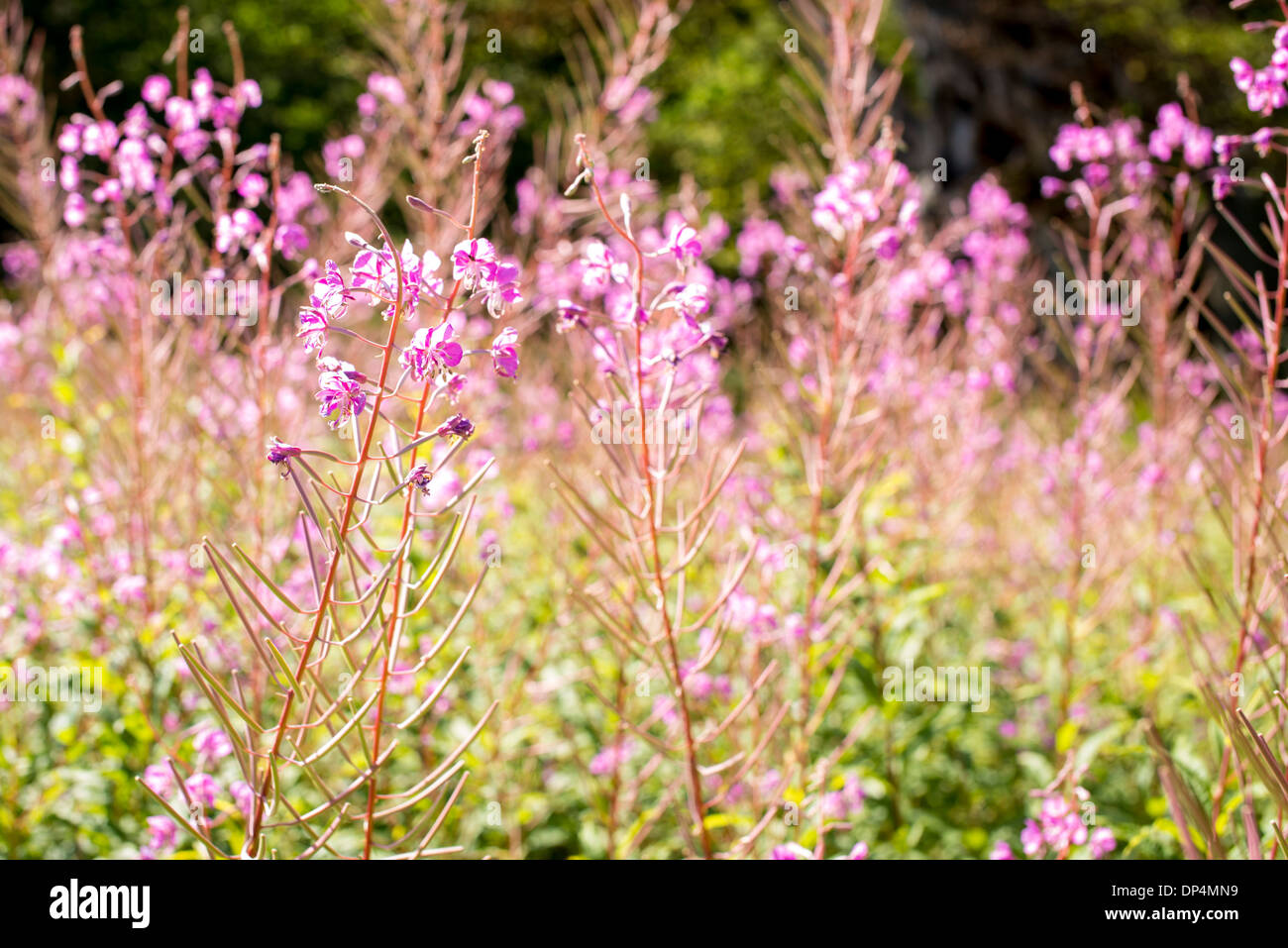 Scottish wildflowers Stock Photo