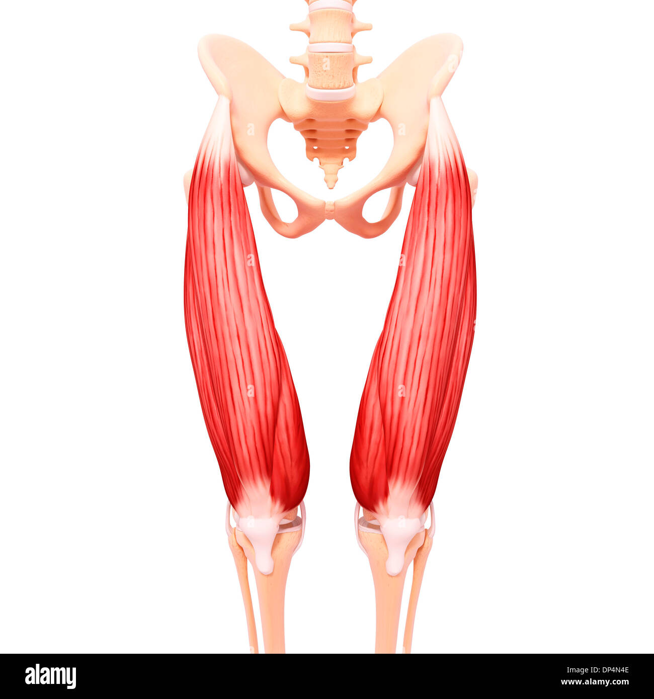 Muscles of the upper leg, illustration Stock Photo - Alamy