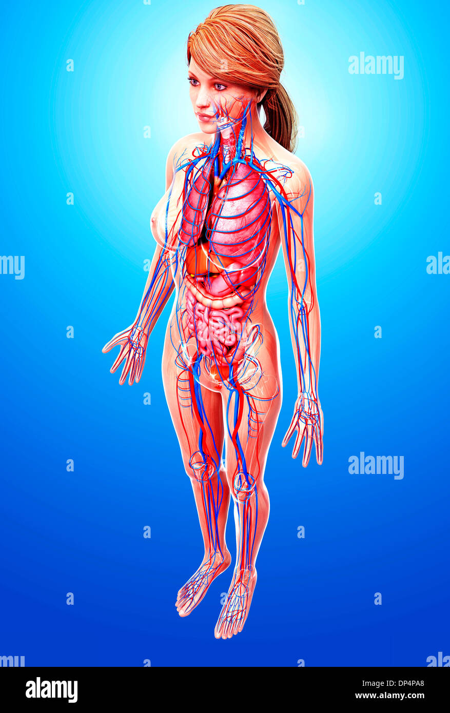 Female anatomy, artwork Stock Photo - Alamy