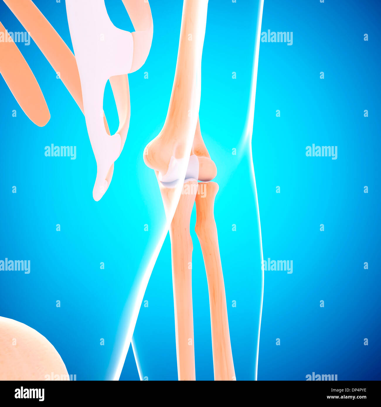 Human skeleton arm elbow anatomy hi-res stock photography and images ...