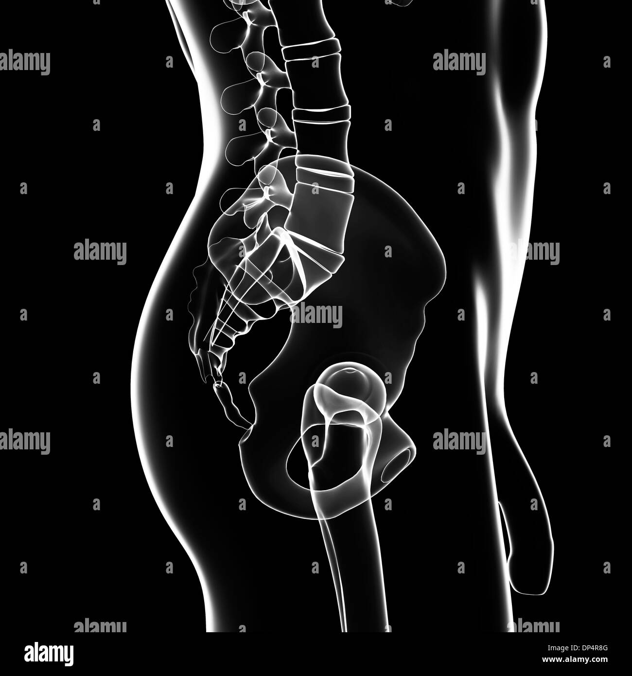 Side View Of The Male Pelvis High Resolution Stock Photography and