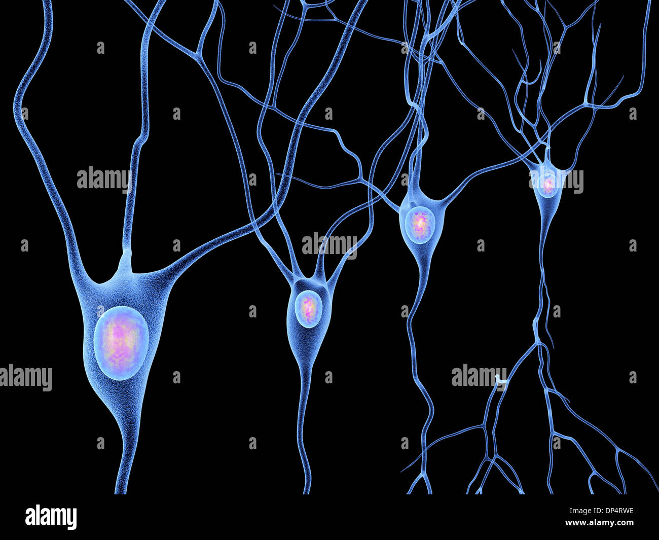 Nerve cells, artwork Stock Photo - Alamy