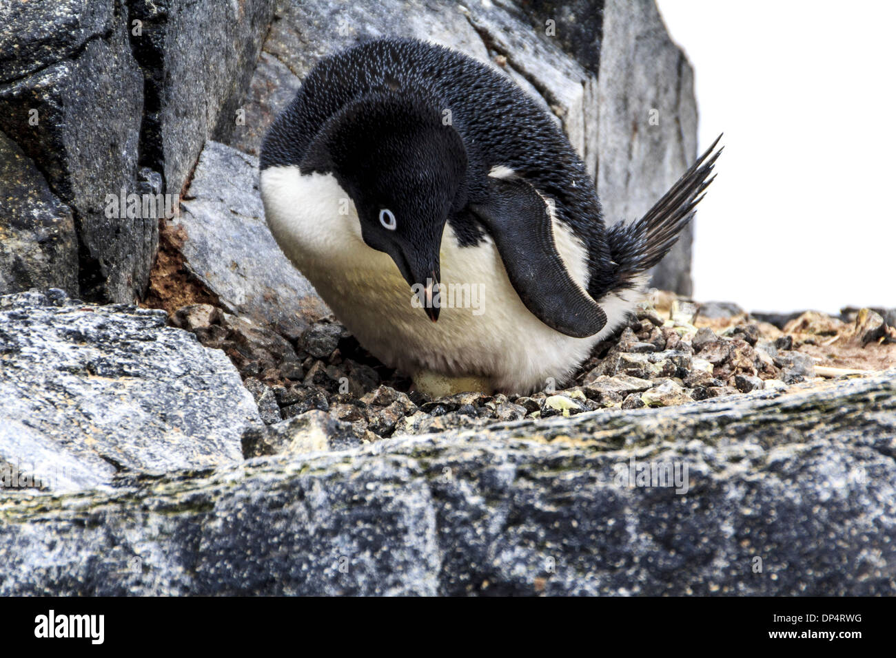 Adelie penguin with egg Stock Photo