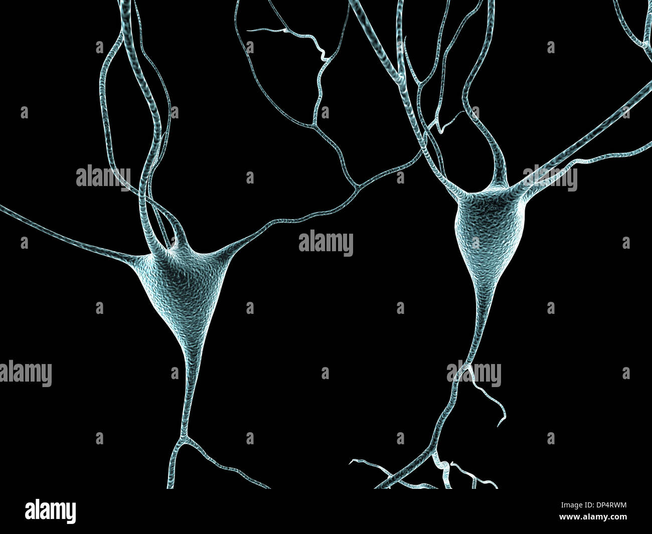 Nerve cells, artwork Stock Photo - Alamy