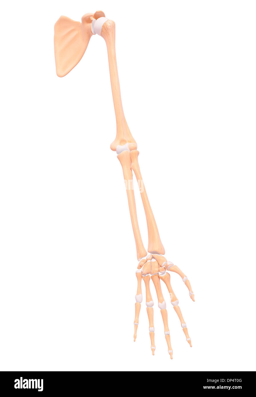 Human arm bones, artwork Stock Photo Alamy
