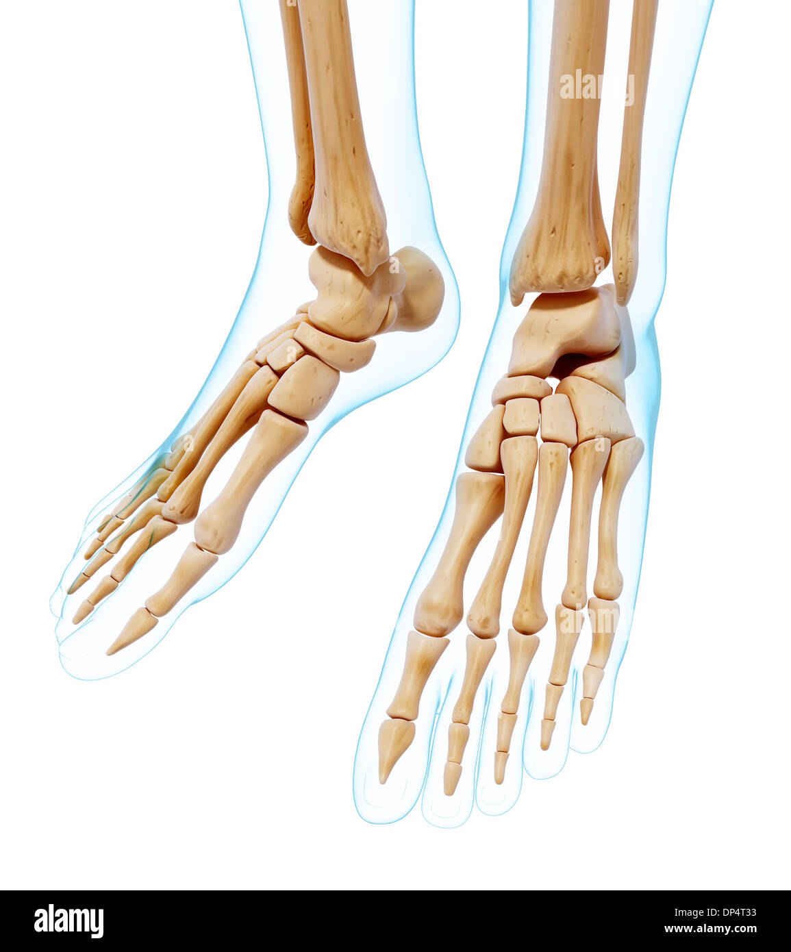 Human Foot Bone Anatomy Vector Stock Vector Royalty Free 566384386