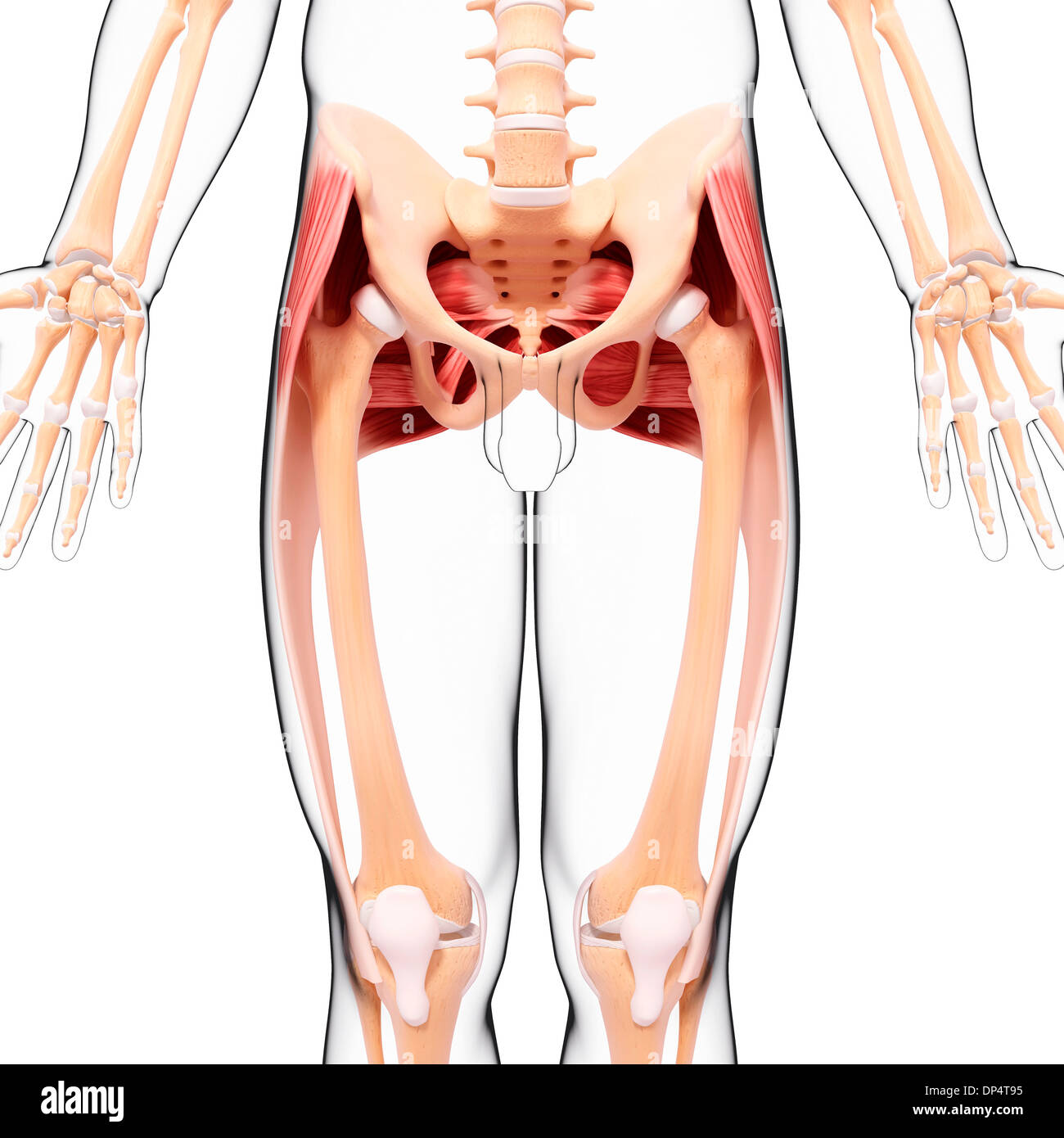 Human musculature, artwork Stock Photo