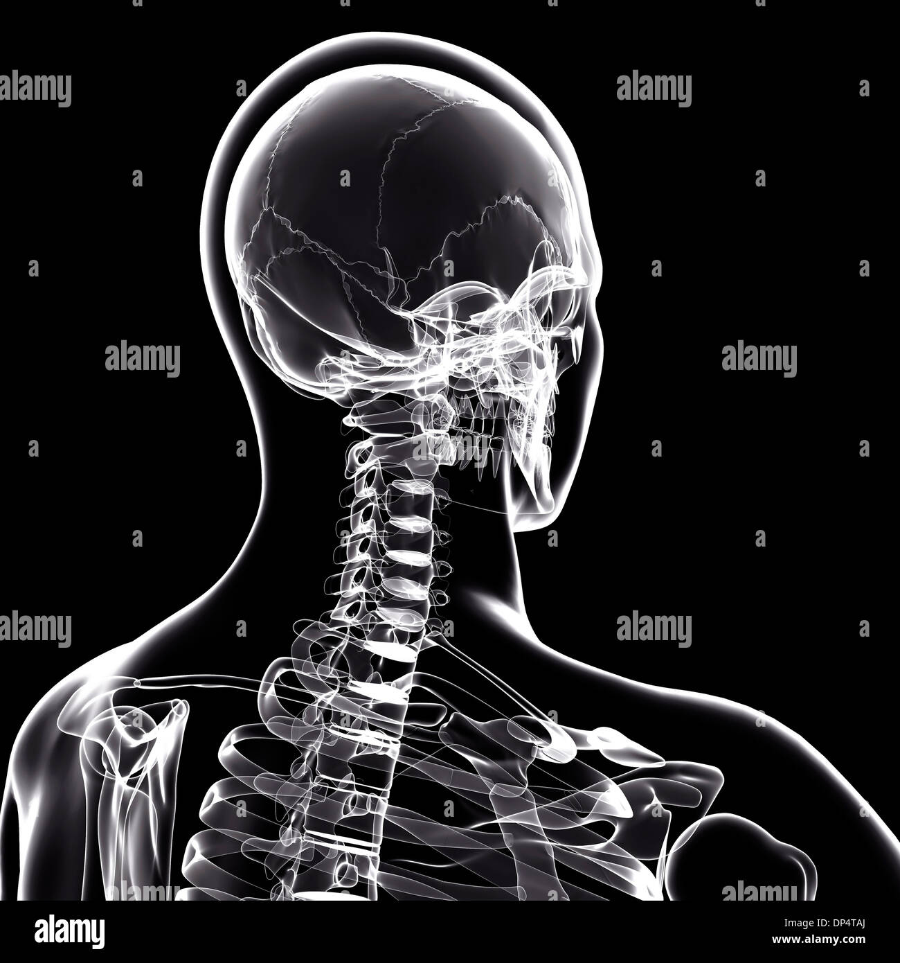 Human skeleton, artwork Stock Photo - Alamy