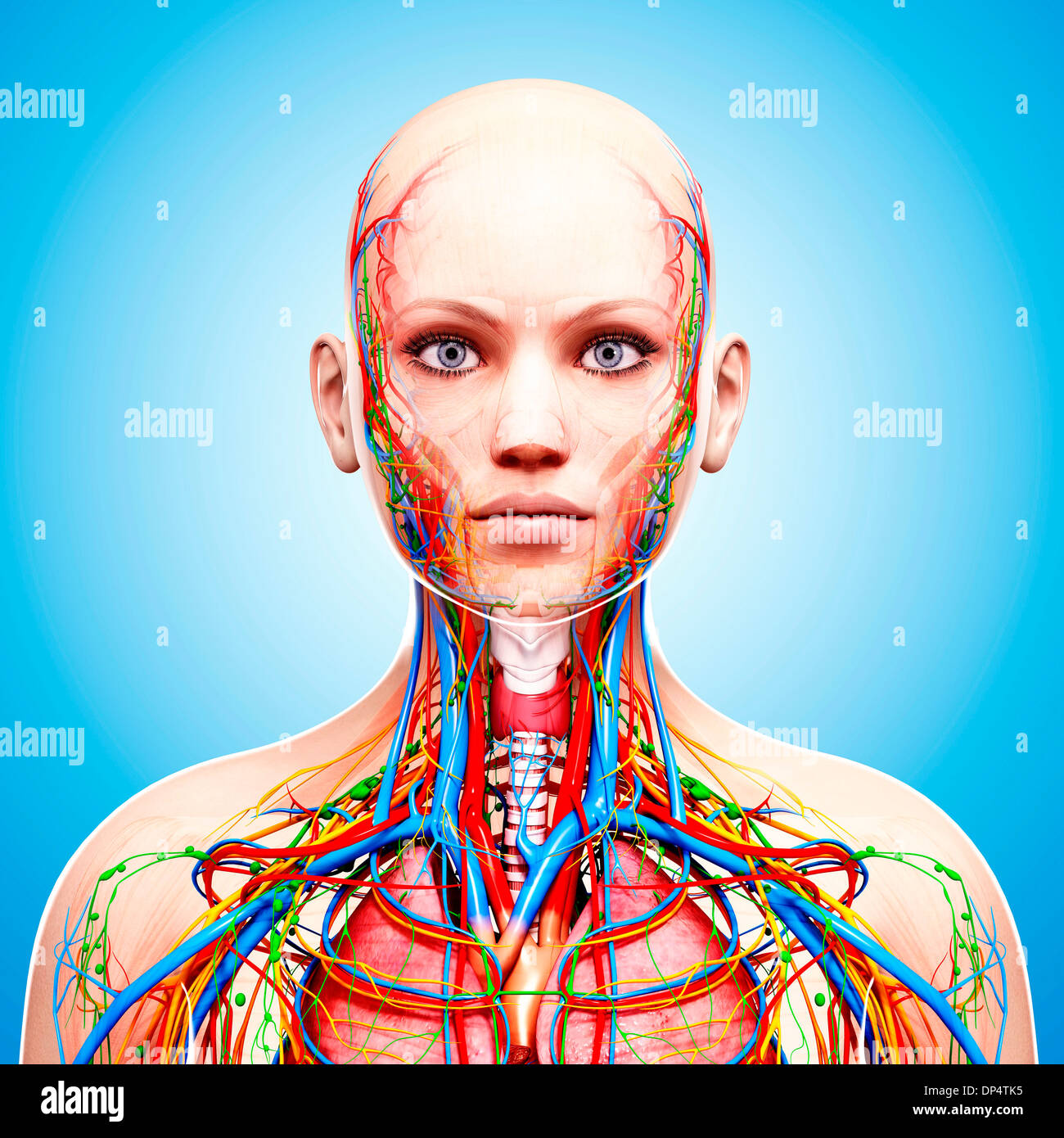 Female anatomy, artwork Stock Photo - Alamy