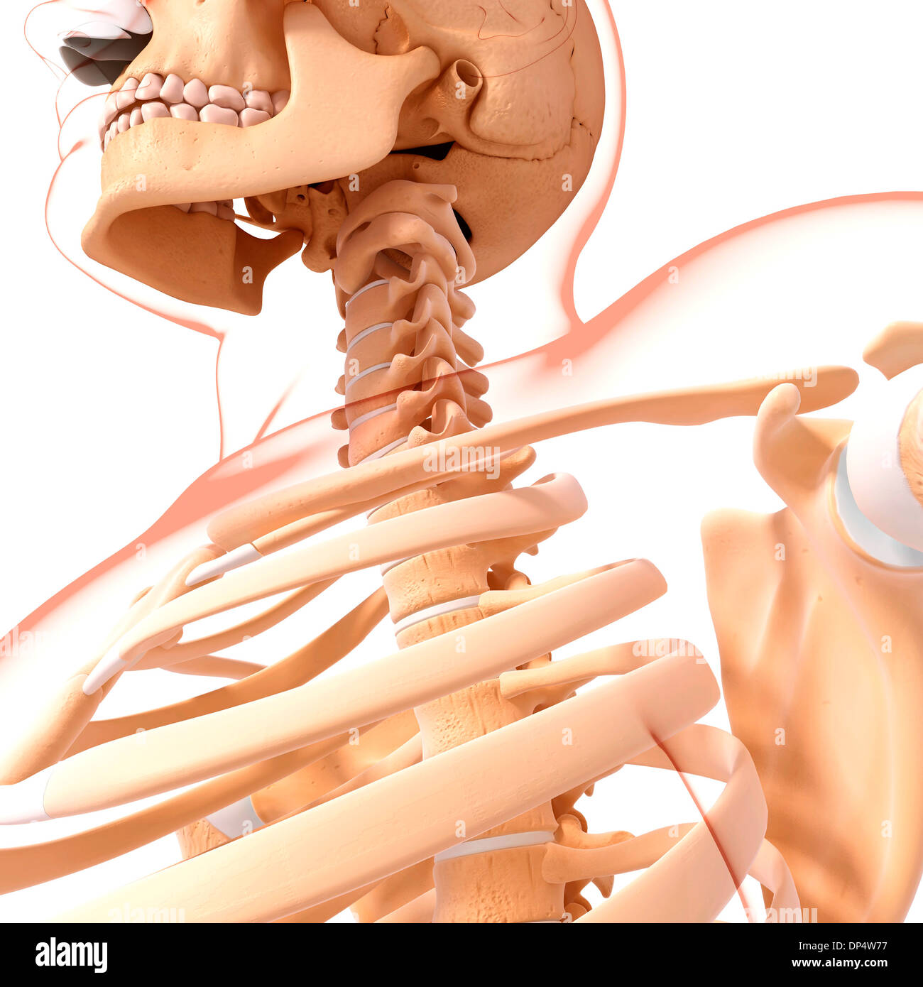 Human skeleton, artwork Stock Photo - Alamy
