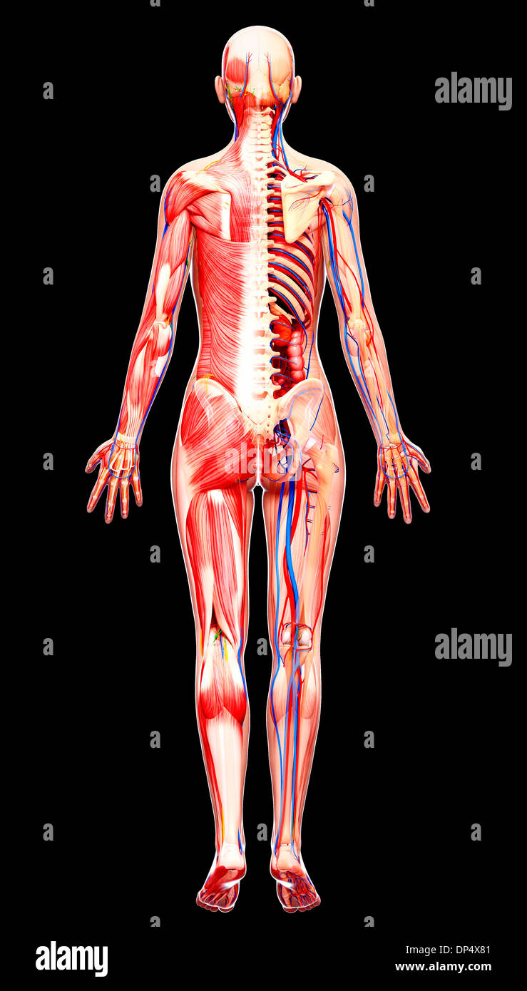 Female anatomy, artwork Stock Photo Alamy