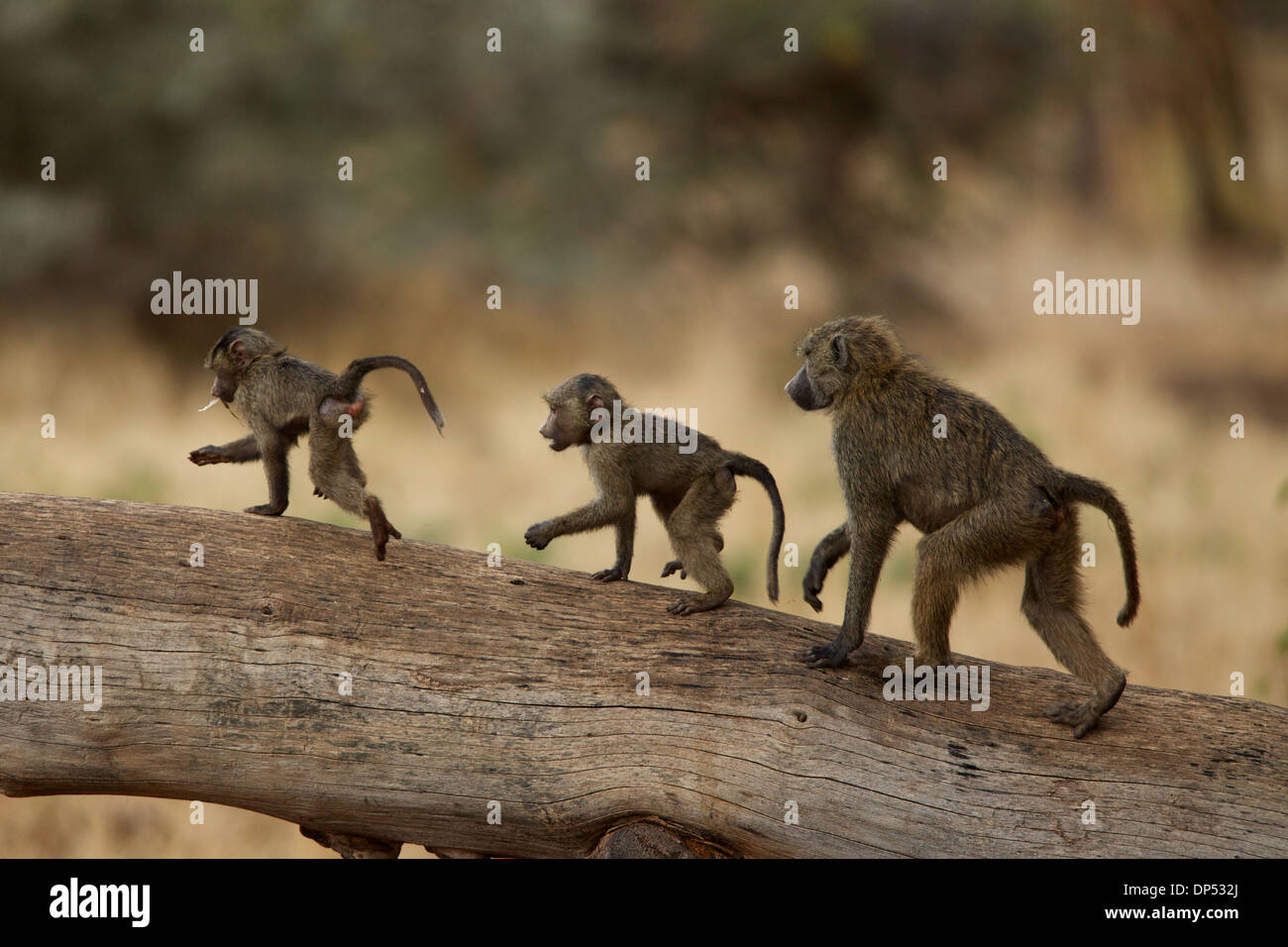 A family of baboons play on a log, Lewa Conservancy, Kenya Stock Photo