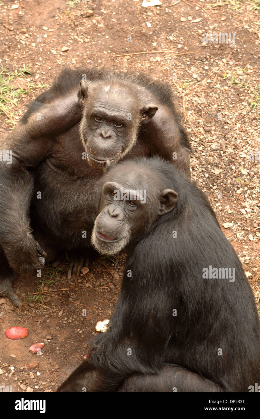 Aug 30, 2006; Suwanee, GA, USA; Chimpanzees in compound at Yerkes