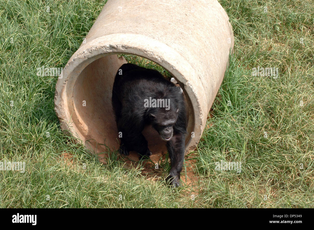 Aug 30, 2006; Suwanee, GA, USA; Chimpanzees in compound at Yerkes
