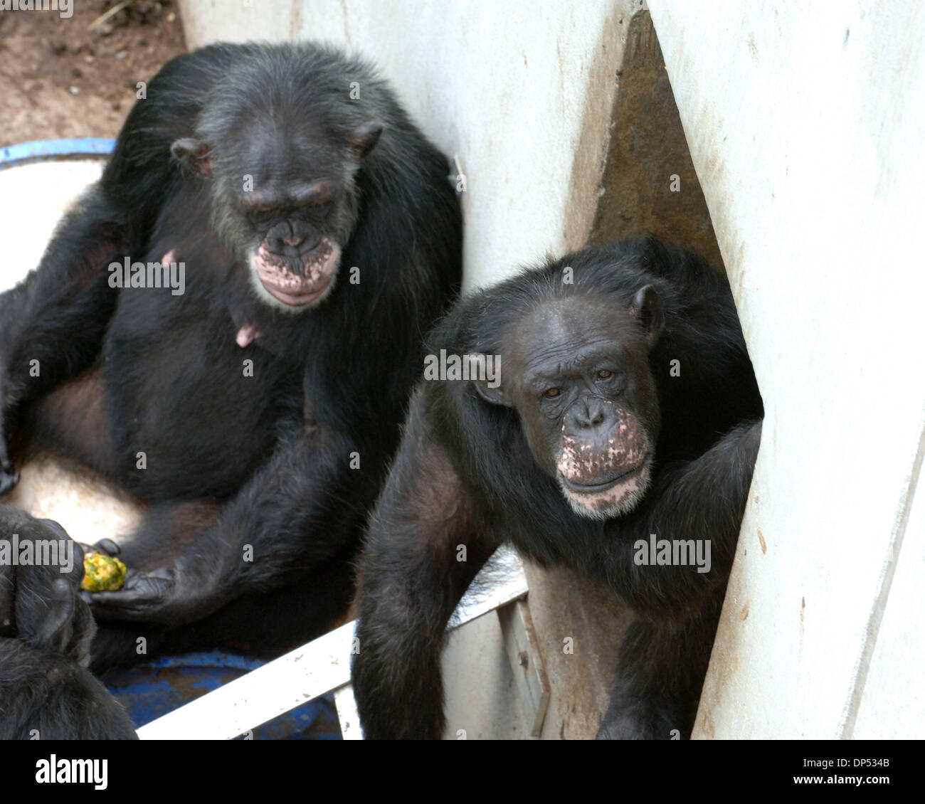 Aug 30, 2006; Suwanee, GA, USA; Chimpanzees in compound at Yerkes