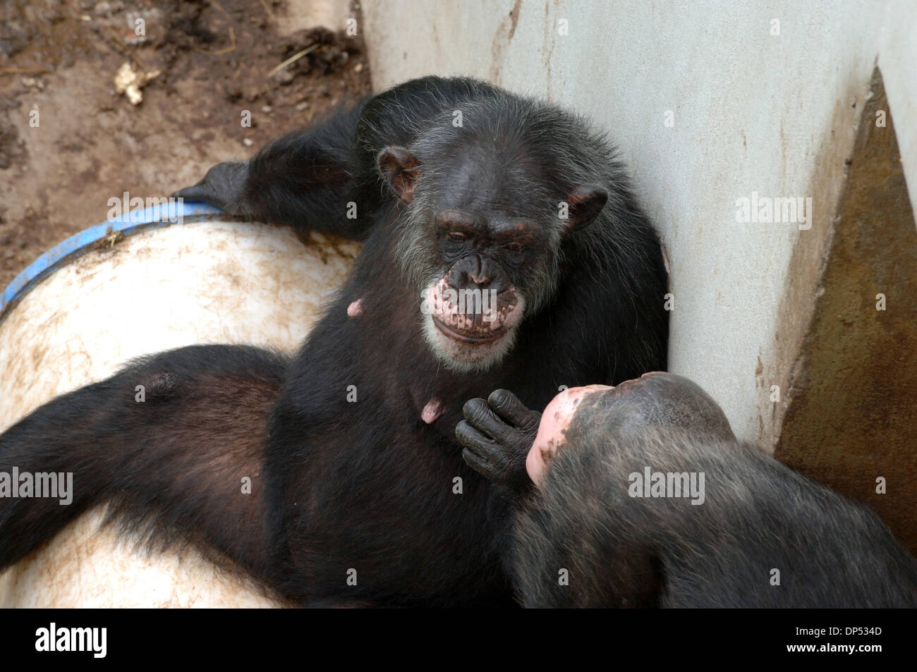 Aug 30, 2006; Suwanee, GA, USA; Chimpanzees in compound at Yerkes