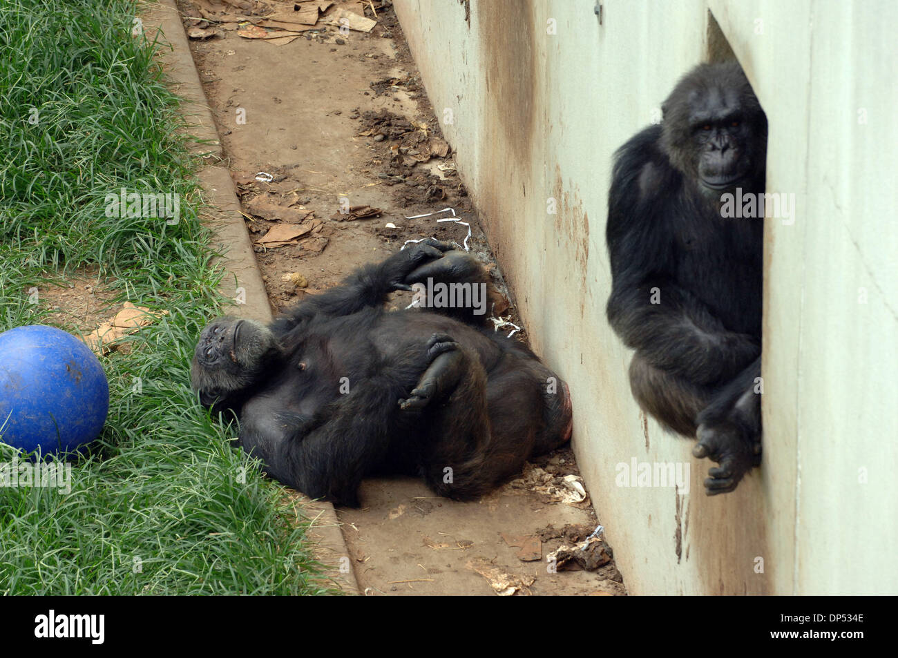 Aug 30, 2006; Suwanee, GA, USA; Chimpanzees in compound at Yerkes