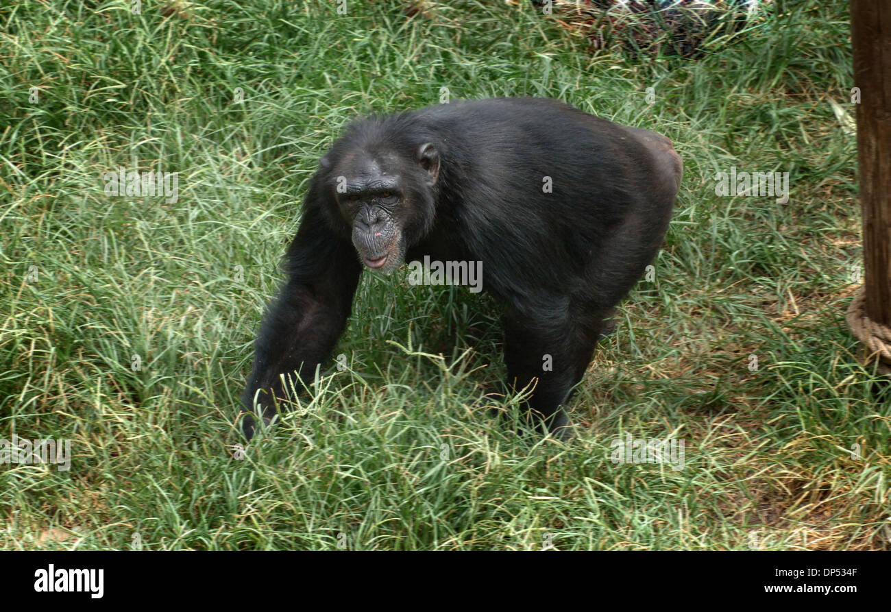 Aug 30, 2006; Suwanee, GA, USA; Chimpanzees in compound at Yerkes