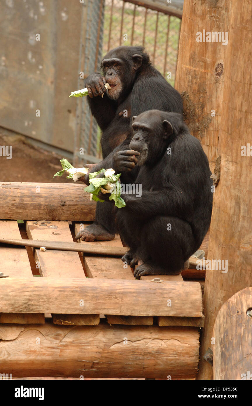 Aug 30, 2006; Suwanee, GA, USA; Chimpanzees in compound at Yerkes
