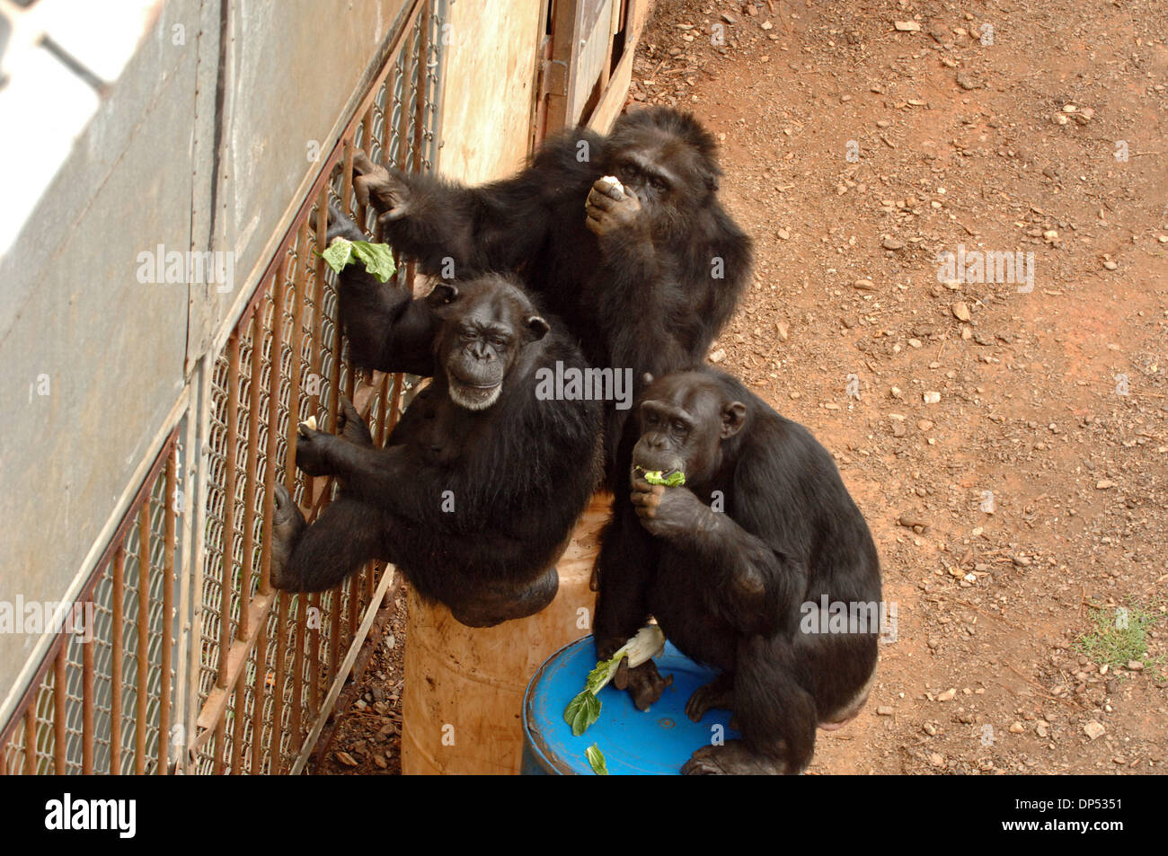 Aug 30, 2006; Suwanee, GA, USA; Chimpanzees in compound at Yerkes