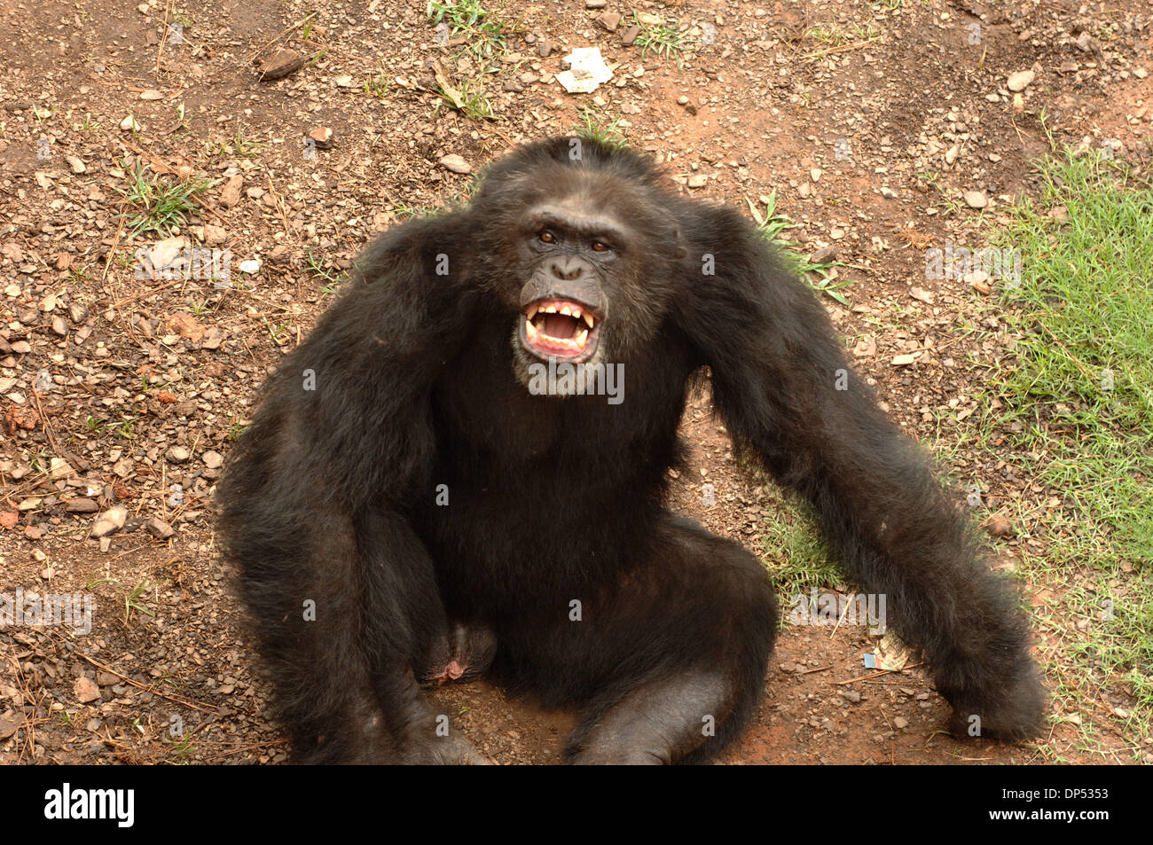 Yerkes chimpanzees hires stock photography and images Alamy