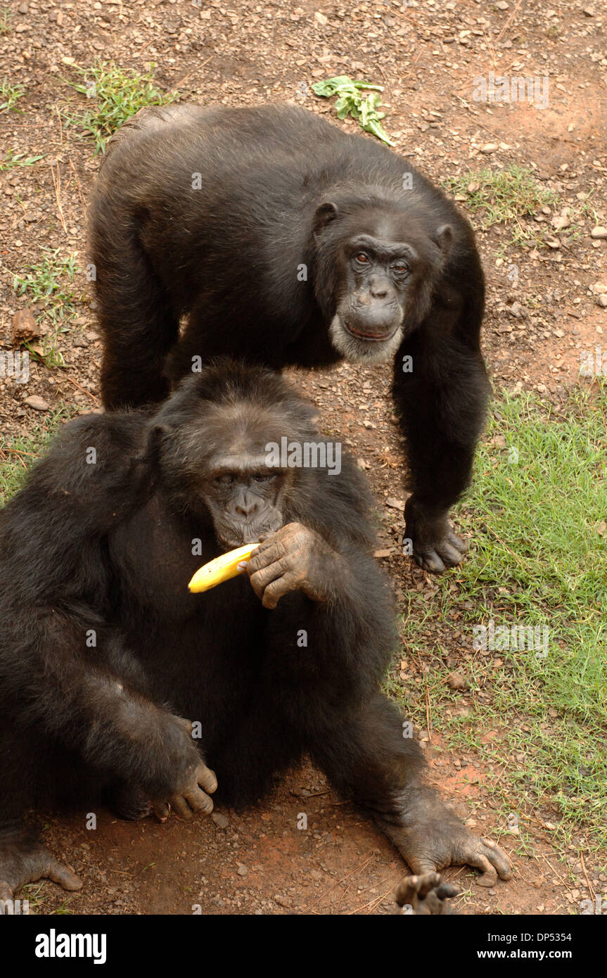 Aug 30, 2006; Suwanee, GA, USA; Chimpanzees in compound at Yerkes