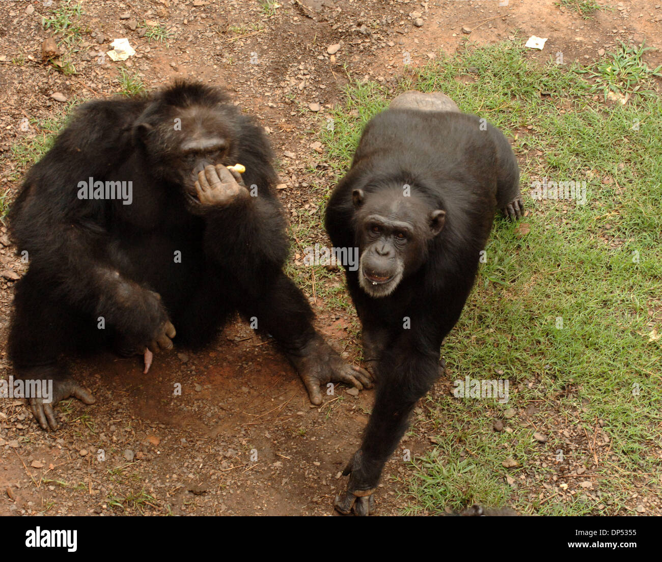 Aug 30, 2006; Suwanee, GA, USA; Chimpanzees in compound at Yerkes