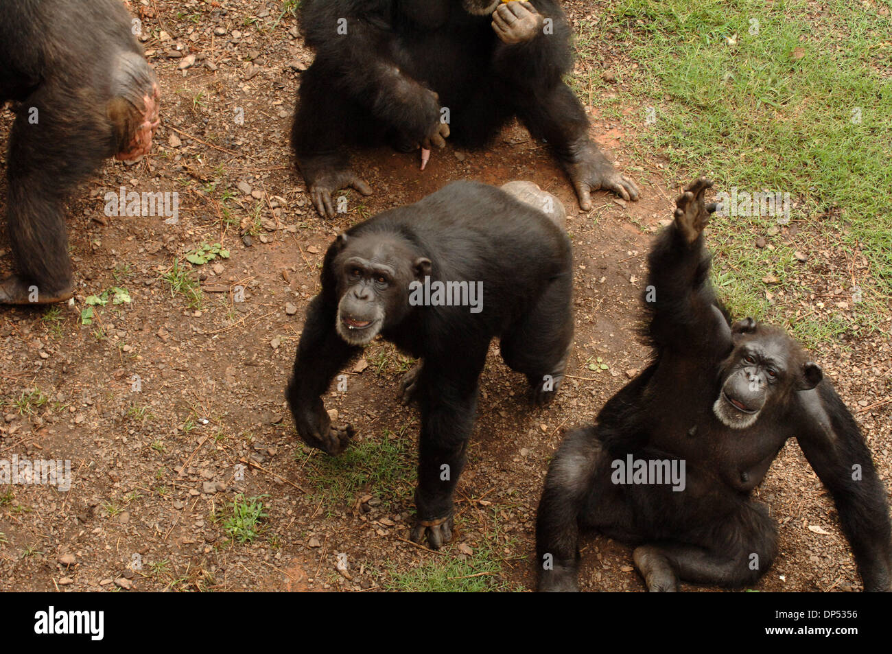 Aug 30, 2006; Suwanee, GA, USA; Chimpanzees in compound at Yerkes